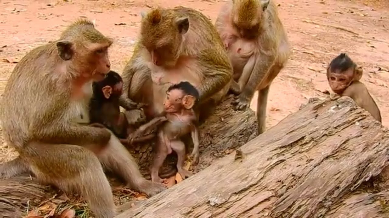 Update family in Amri troop, Monkey Deedee and baby Delena, Monkey Maria and baby Mia, baby Jilla