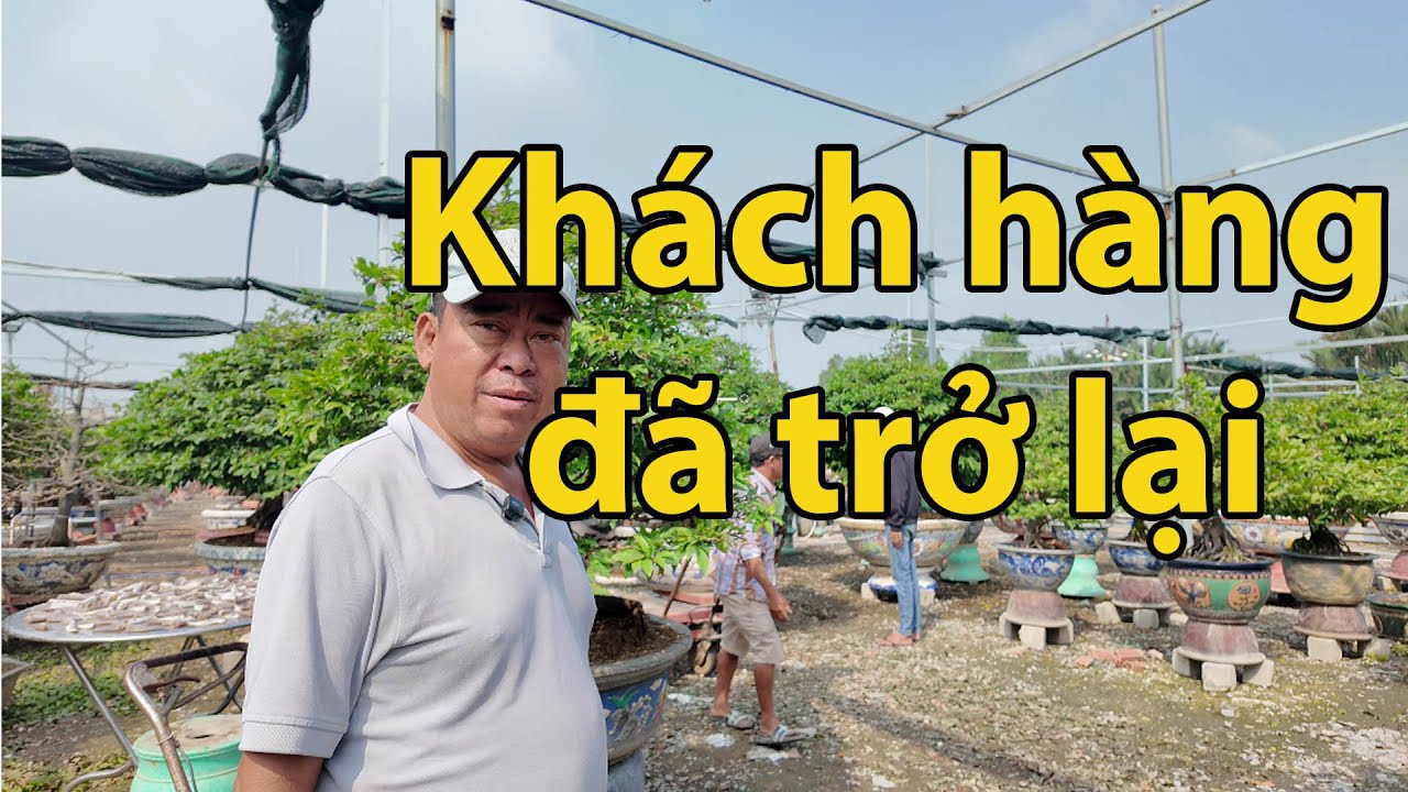 Vườn mai Phương Bình chuẩn bị tết 2026 #maivang68
