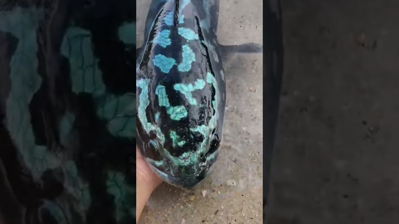Giant Snakehead