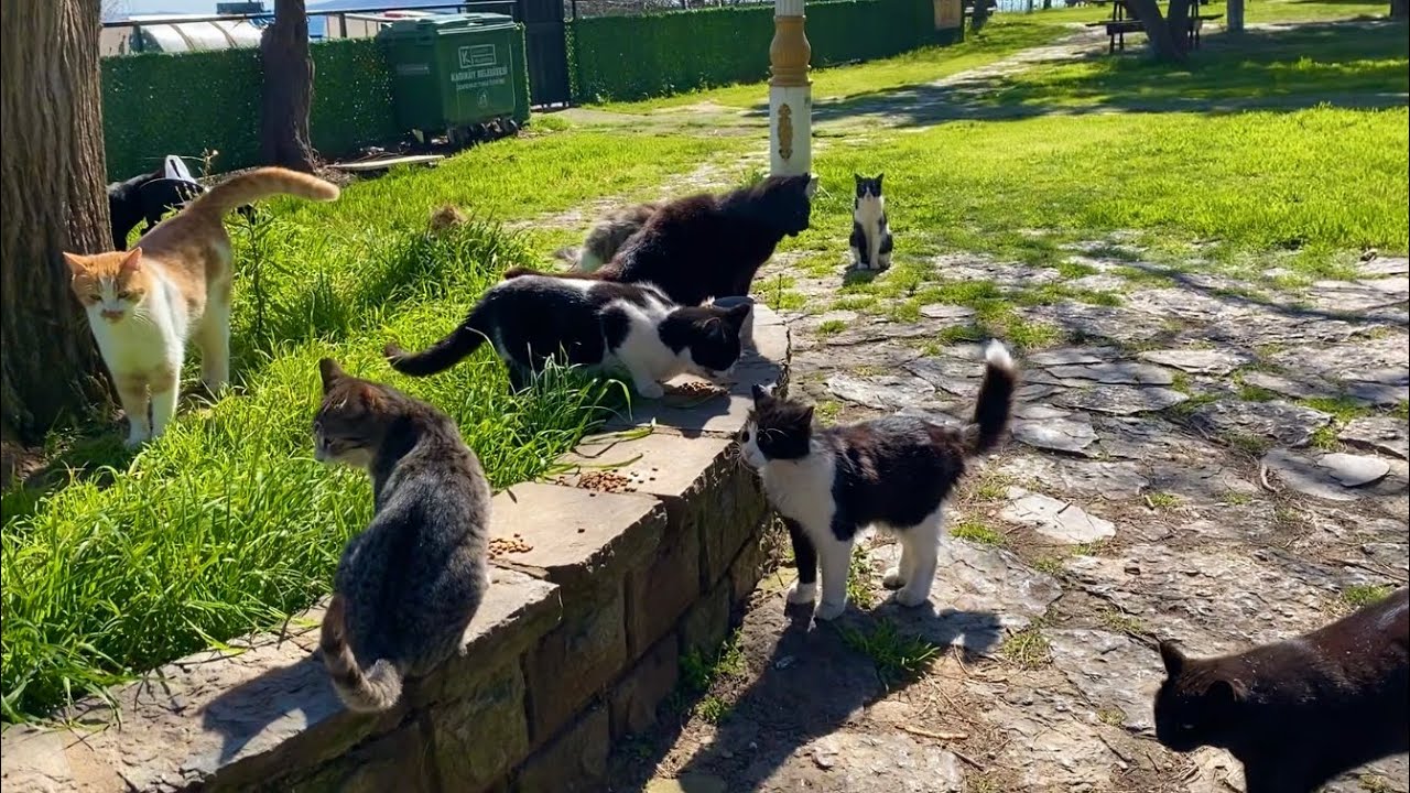 The cats living in the park are incredibly beautiful. I gave them food.
