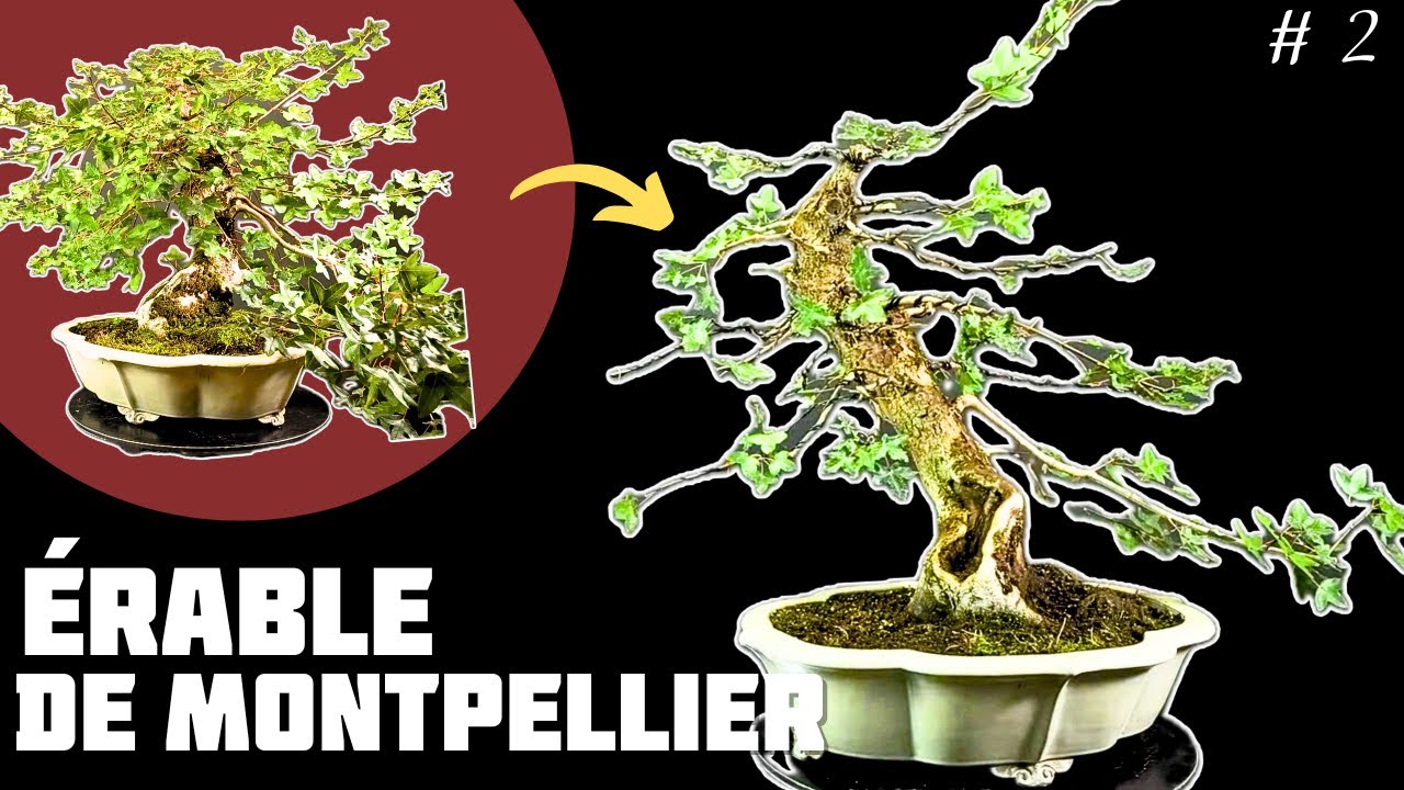 Érable de Montpellier en Bonsaï. Travaux du mois de septembre. Épisode 2 🌱 NEJIKAN BONSAI 🌱