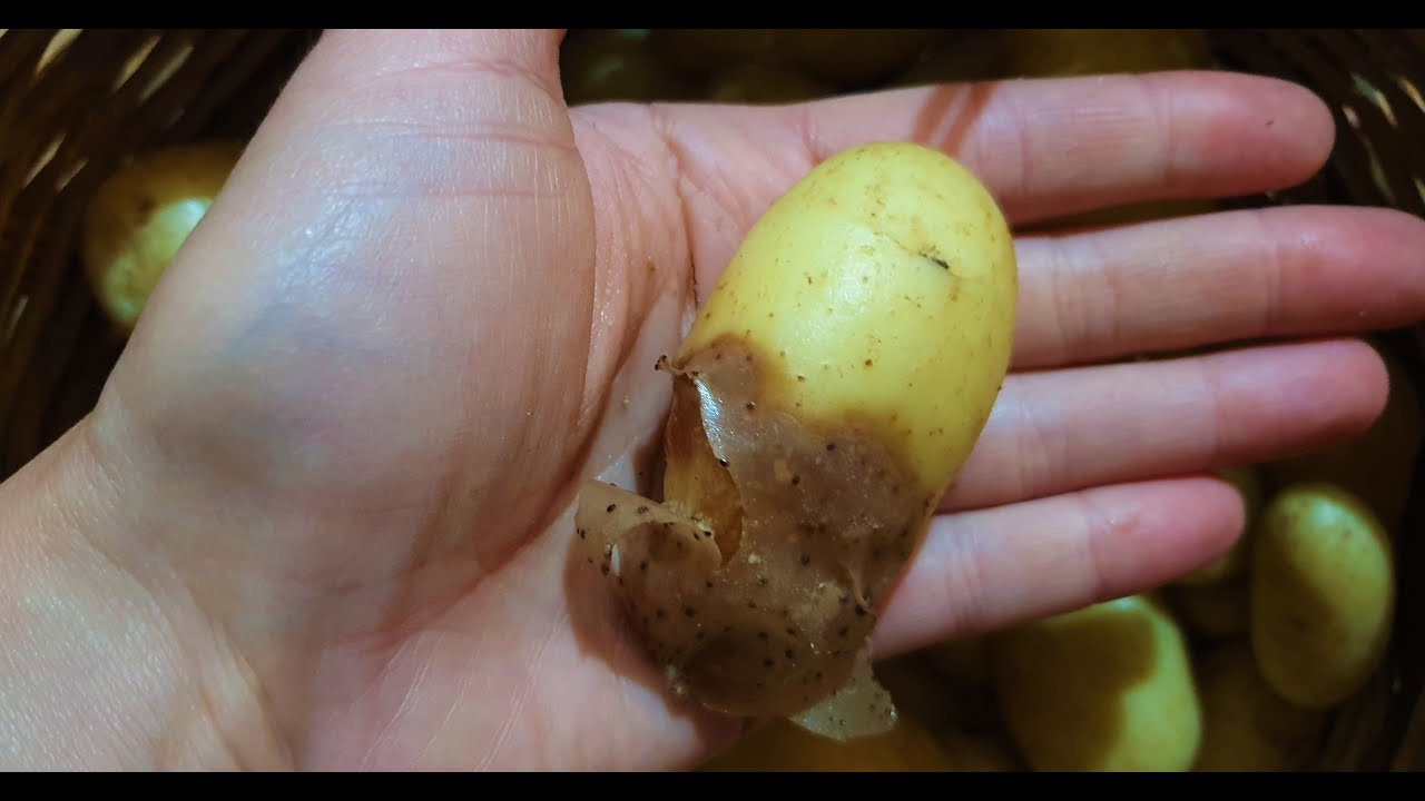 La PERONOSPORA delle PATATE