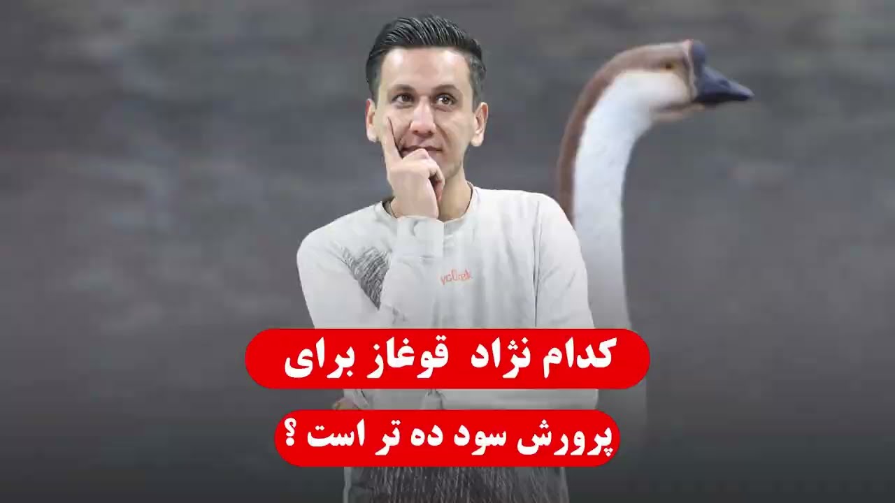 بهترین نژاد قوغاز برای پرورش | صرفه اقتصادی نگهداری انواع قوغاز