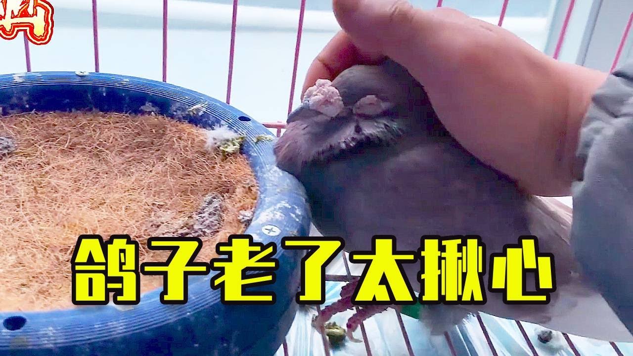 鴿子年齡太大了，看它們的狀態我也挺揪心的 #幽幽信鸽 #pigeon #鸽子 #birds #鴿舍