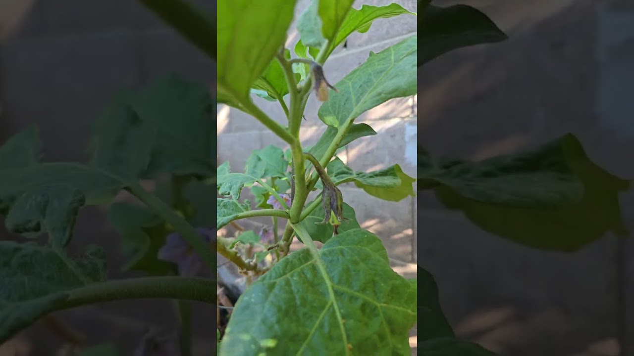 MY GARDEN 2025 