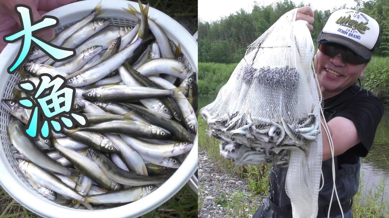 【投網】小鮎の大群で真っ黒！1投で300匹！マジか！？大漁コアユ400匹。塩焼きうまいぞ。簡単、小鮎料理。　川の投網29。捕って食べる。コアユ捕り。爆釣。琵琶湖。Fishing Cast Net