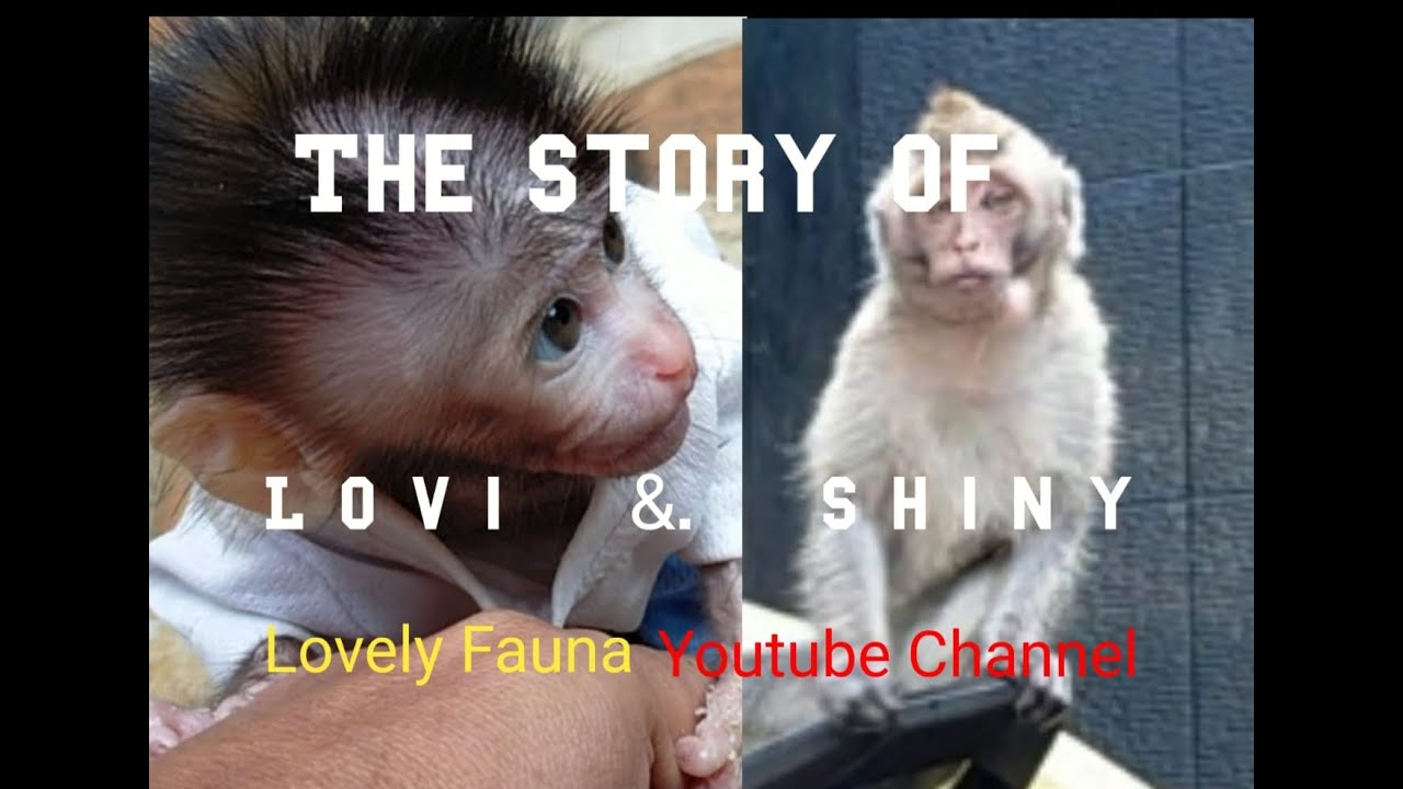 the story of lovi and shiny, Lovely Fauna Youtube Channel