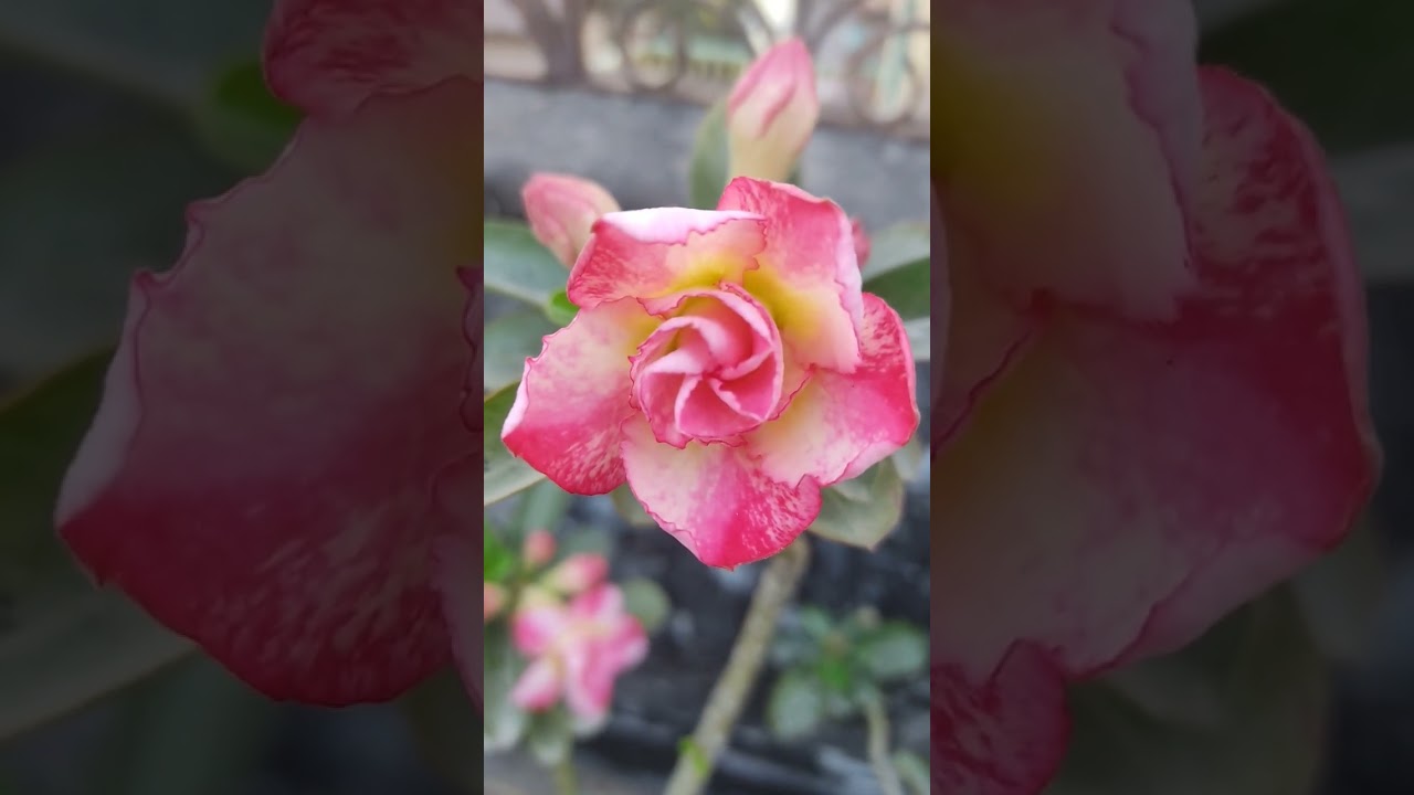 Beautiful Adenium flowers 😍#ytshorts #nature #grih_shobha