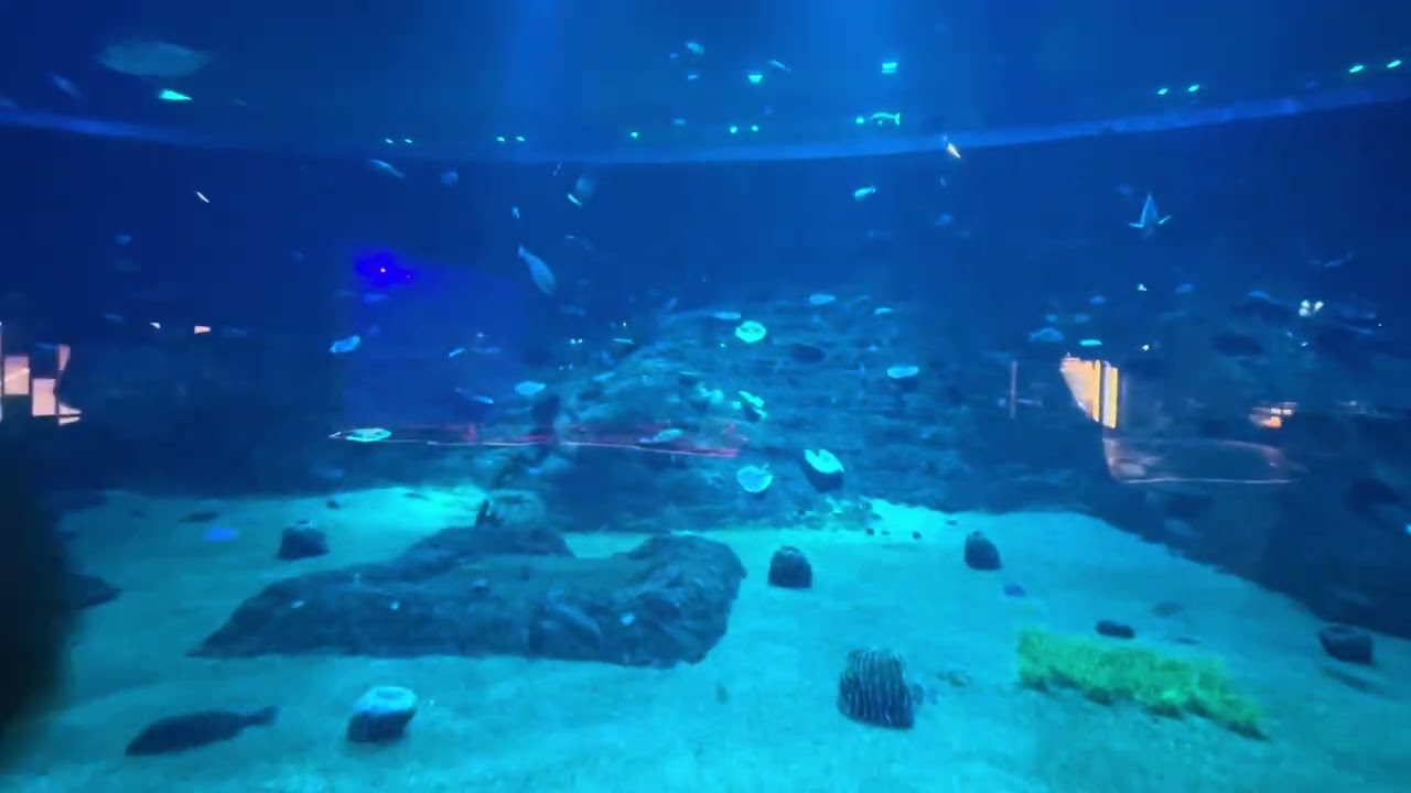 Amazing Aquarium Fish in Doha 😍 | Qatar Underwater World