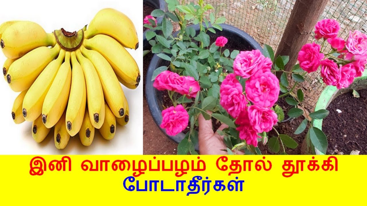 இதை பார்த்தால் இனி வாழைப்பழம் தோலை தூக்கி போடமாட்டீர்கள் | banana peel uses
