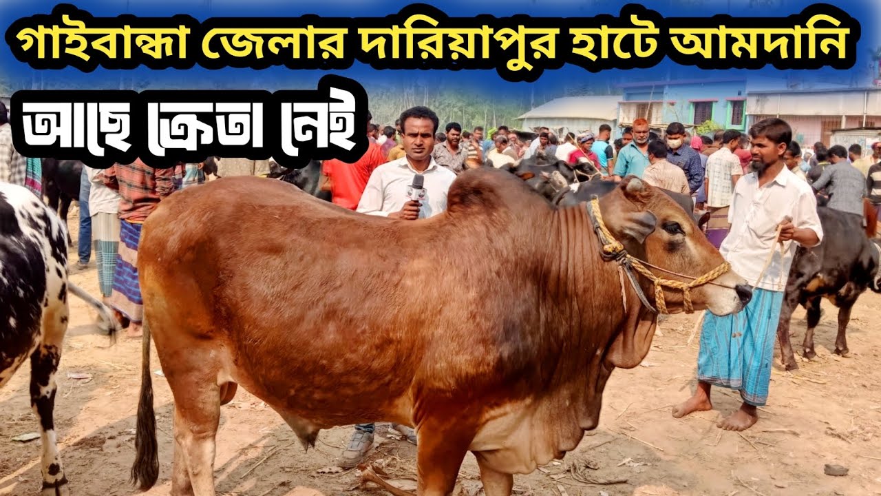 ২৭/২/২৬| আজ নতুন হাটের সন্ধানে গাইবান্ধা জেলার দারিয়াপুর হাটে কোরবানীর গরুর কেমন দাম চাচ্ছে দেখেন!