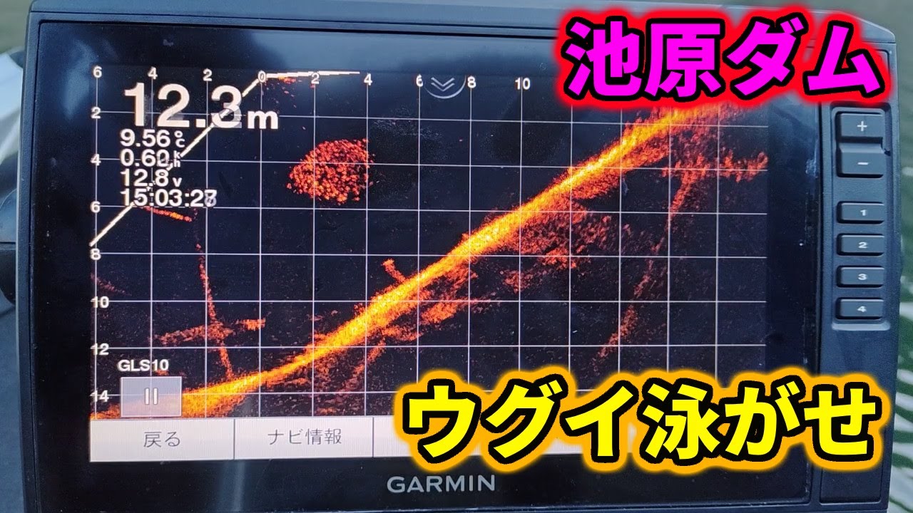 【池原ダム】バスフィッシング2026年1月4日前編【ウグイ泳がせ】