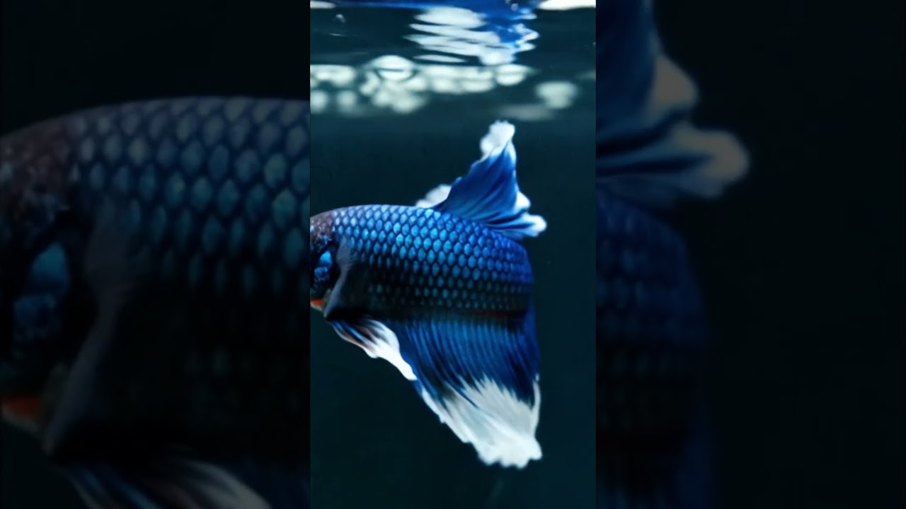 Butterfly Flow &ndash; ASMR Elegance
