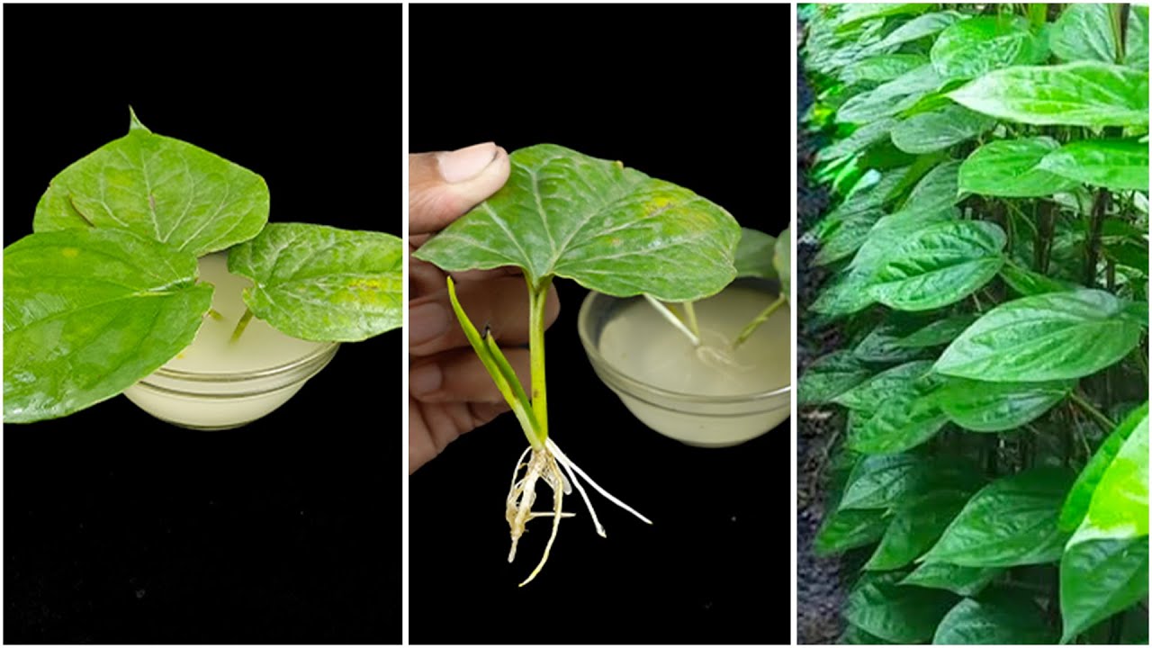 How to grow betel leaf plant at home from leaves || Best & easy method for planting