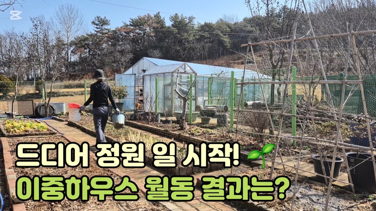 드디어 정원 일 시작! 🌱 이중하우스 월동 결과 & 향기로운 천리향과 봄꽃 소식