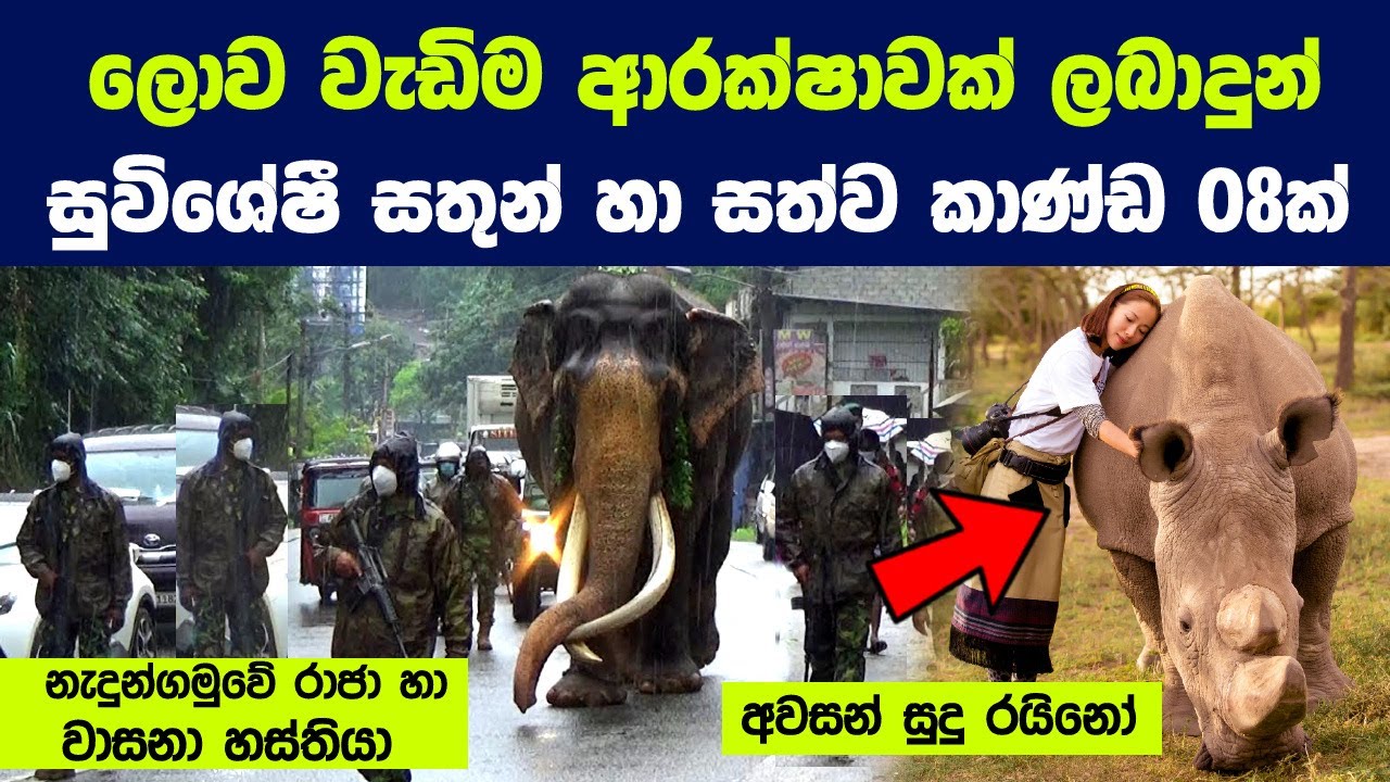 ලොව වැඩිම ආරක්ෂාවක් ලබාදුන් සුවිශේෂී සතුන් 08ක් | 8 Most Protected Animals in the World