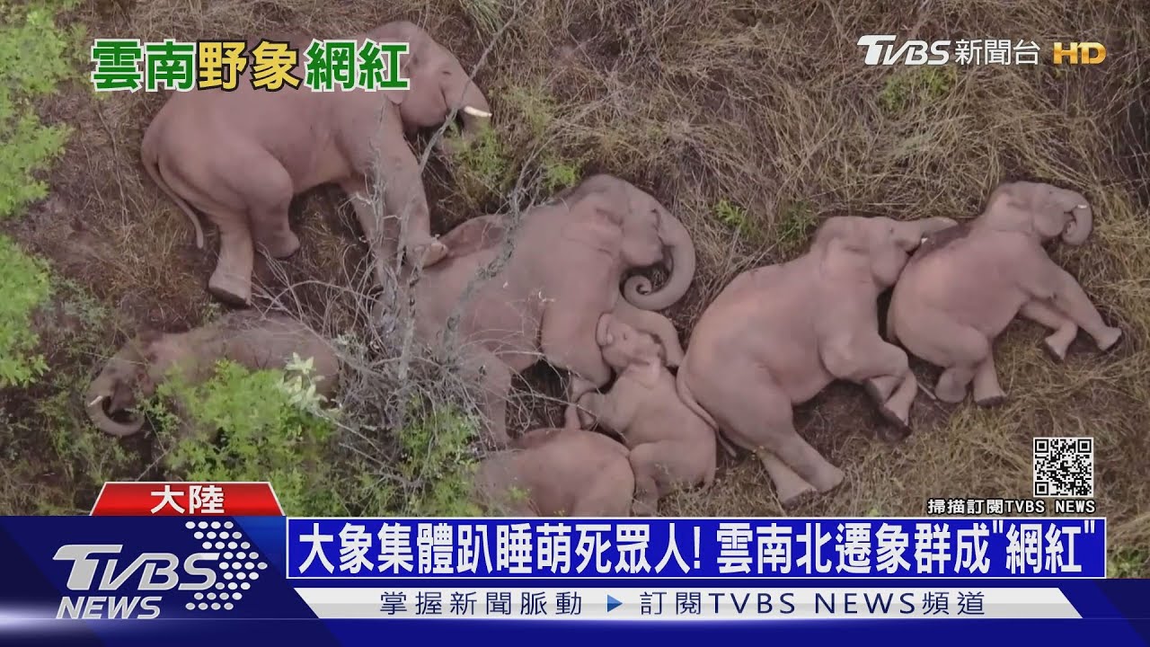 大象集體趴睡萌死眾人! 雲南北遷象群成「網紅」｜十點不一樣20210611