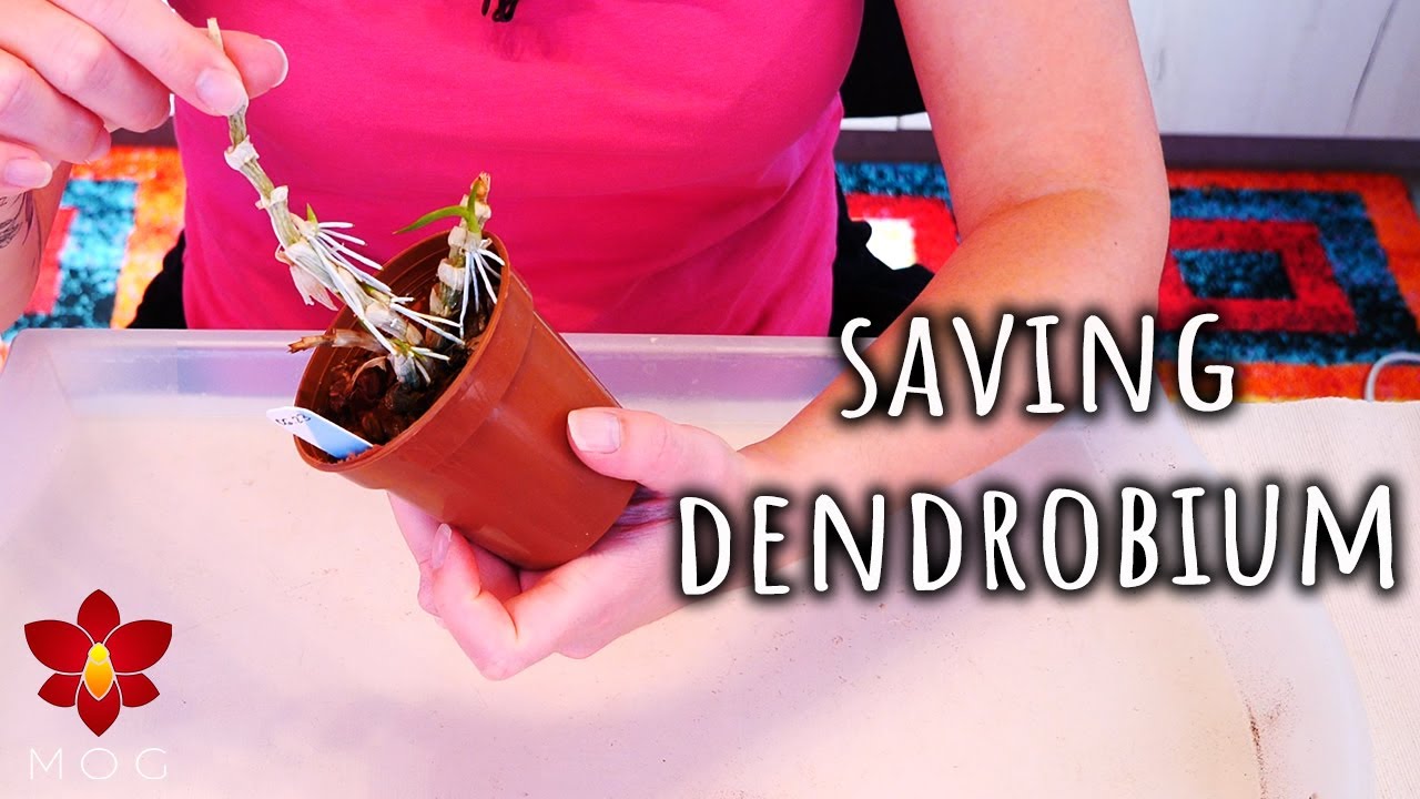 Как спасти увядающую орхидею дендробиум — руководство для опытных цветоводов