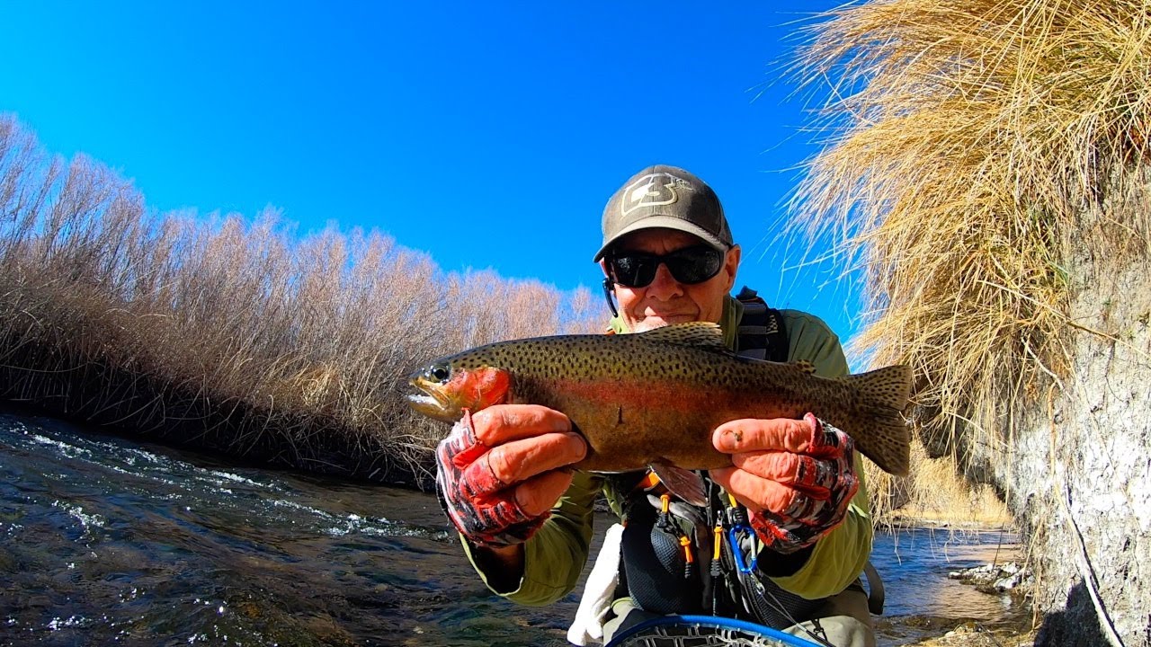 Eastern Sierra fishing Lower Owens river trout,, wild trout section