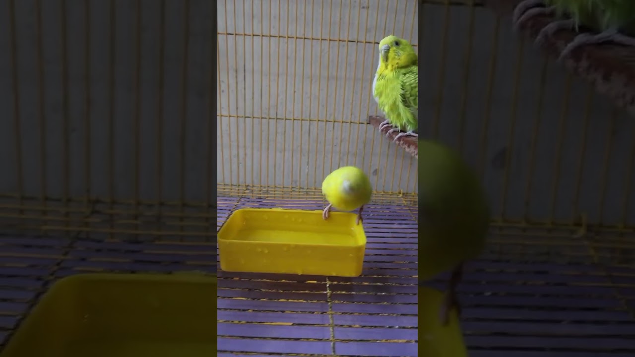 Crazy budgies bath time! #budgies #birdslovers #ytpost #pets #bathtime 