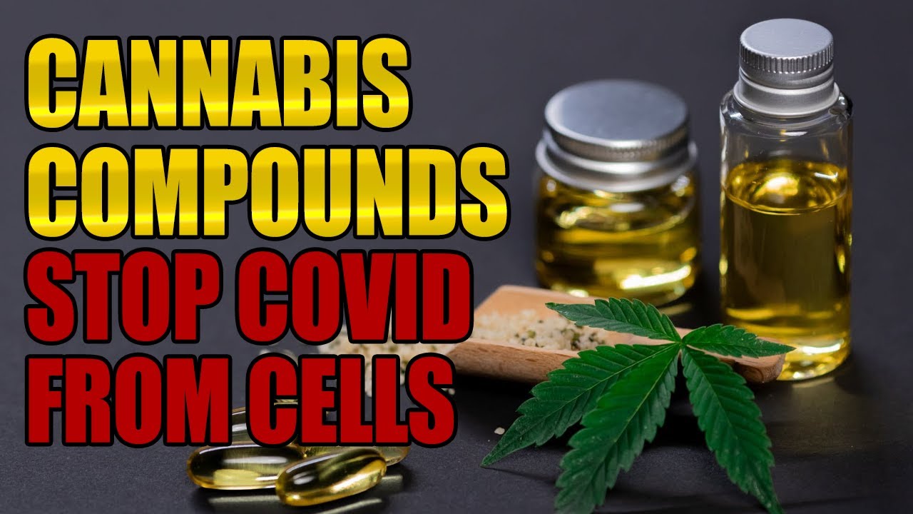 Cannabis Compounds Stop COVID-19 From Entering Human Cells, Study Reveals