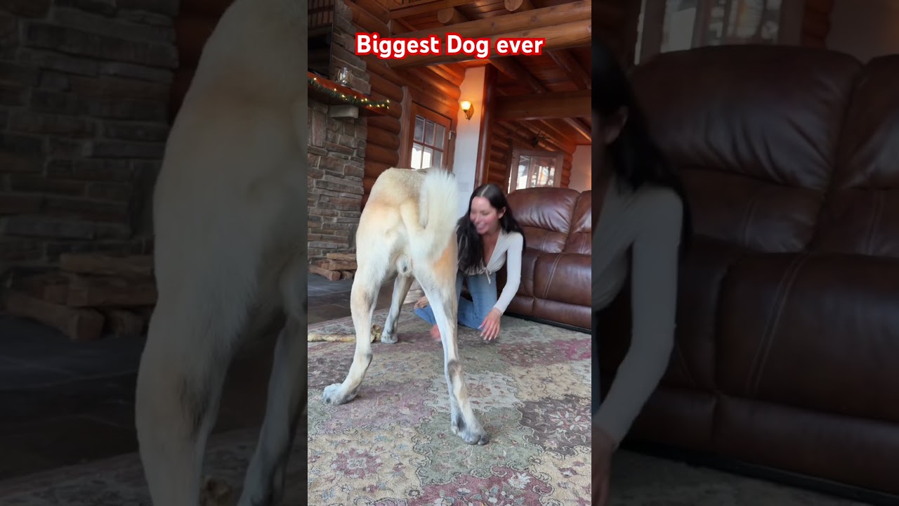 My Dog Weighs 300 Pounds&hellip; And He&rsquo;s Still Growing #musclemass #muscletransformation #dogtraining