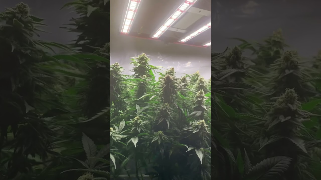 Ak47 serious seeds and strawberry cake heavyweight seed