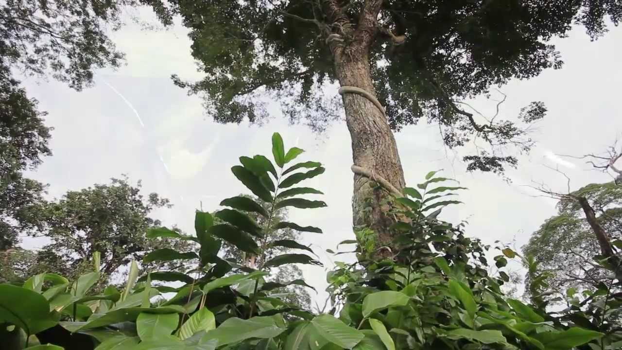 Le Parc National Odzala-Kokoua présenté par son directeur