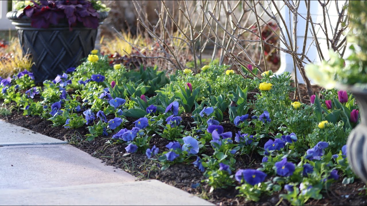 I Went Kind of Crazy With Pansies! 💙😆🤷‍♀️// Garden Answer