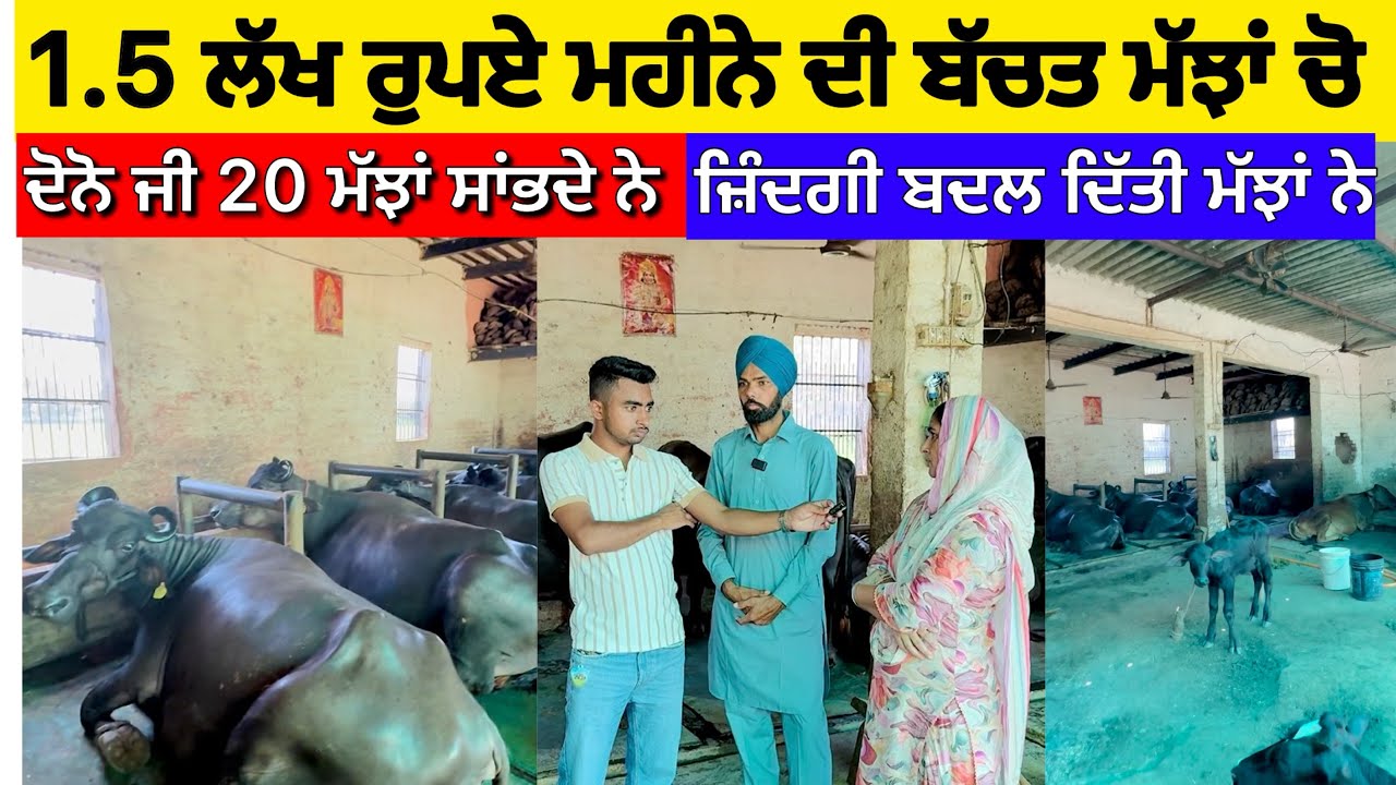 20 ਮੱਝਾਂ ਦੀ ਆਮਦਨ ਸੁਣੋ , ਕਿਵੇਂ ਮੱਝਾਂ ਨੇ ਬਦਲ ਦਿੱਤੀ ਜ਼ਿੰਦਗੀ Dairy Farming 