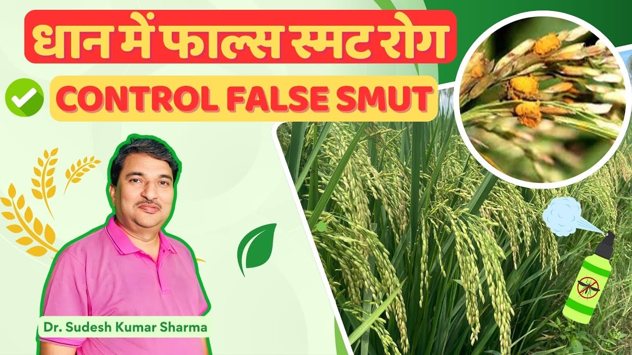 तुरंत देखें , हल्दी रोग से धान को कैसे बचाएं |Step by Step How to Control False Smut in Paddy?