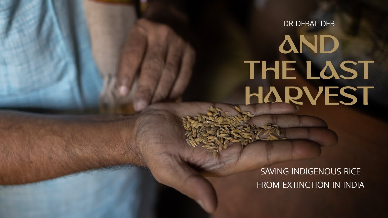 Dr Debal Deb and THE LAST HARVEST | Saving indigenous rice from extinction in India