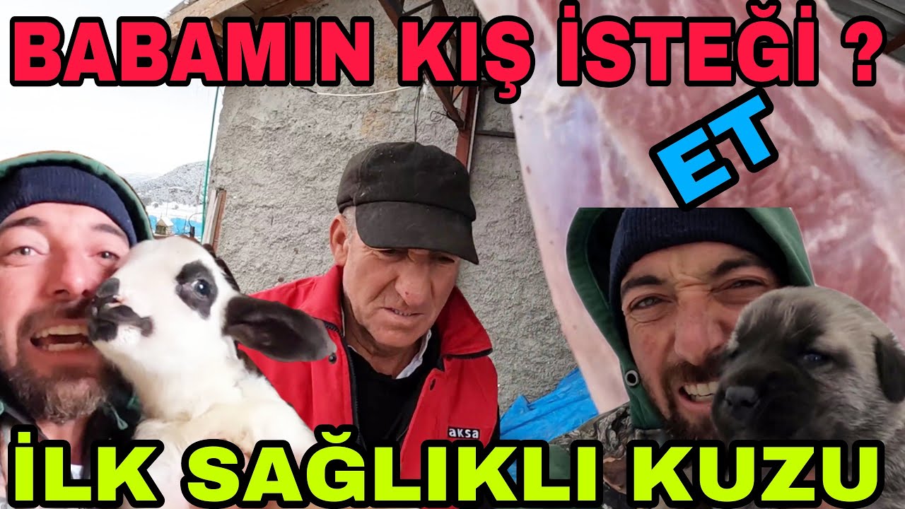 BABAMIN KIŞ İSTEĞİ ? İLK SAĞLIKLI KUZU ~LASTİK YİNE PATLADI~ASLANLAR BÜYÜYOR~SU TEMİZLİĞİ