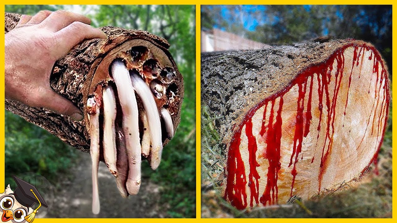 10 Arbres les plus Dangereux du Monde