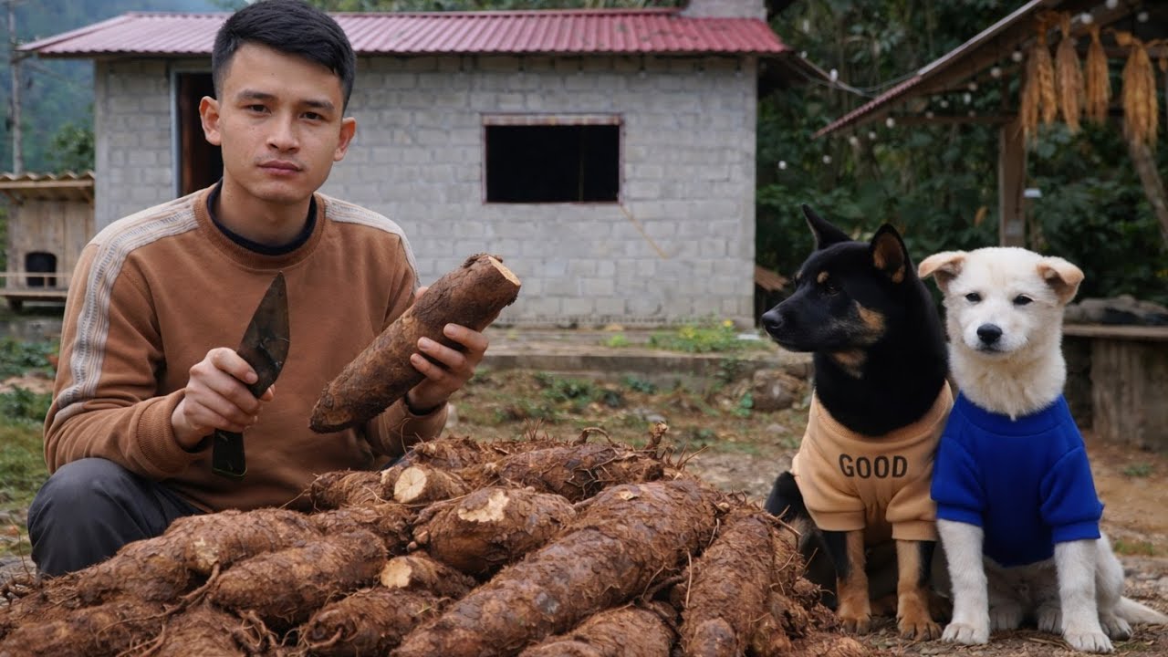 A Root Crop, a Farmer’s Hard Work, and a Cake Everyone Loves