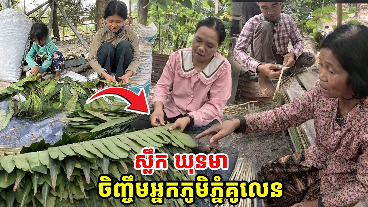 ស្លឹកឃុនមា ចិញ្ចឹមអ្នកភូមិភ្នំគូលេន បានរស់ស្រូល[ ហនុមាន-Haknuman]