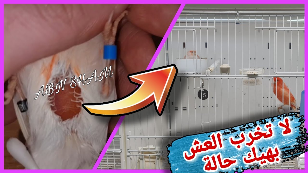ع المباشر هذه الأسباب رفض وضع أنثى الكناري البيض والتشاجر مع الذكر شاهد الحل النهائي بصوت وصورة 