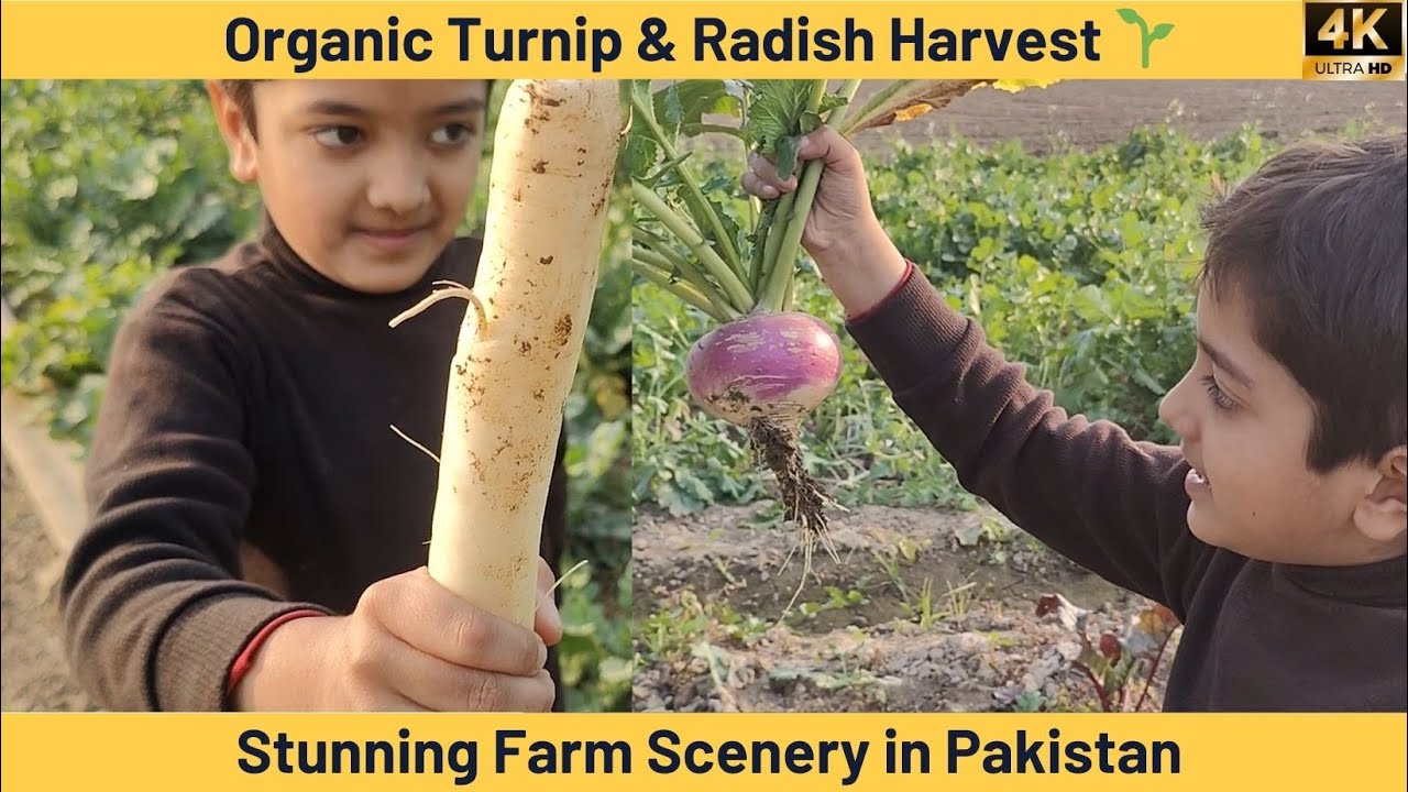 Organic Turnip & Radish Harvest 🌱 | Stunning Farm Scenery in Pakistan