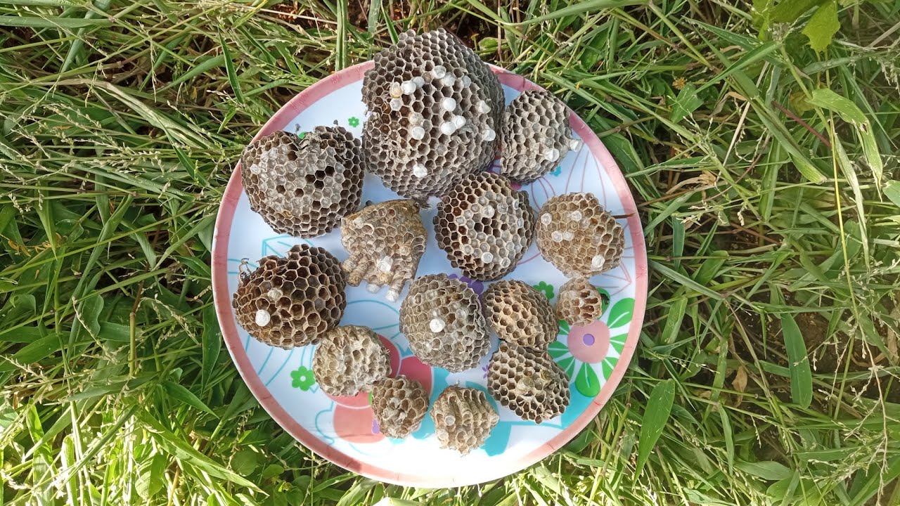 Dernière chasse au nid de guêpes cette année