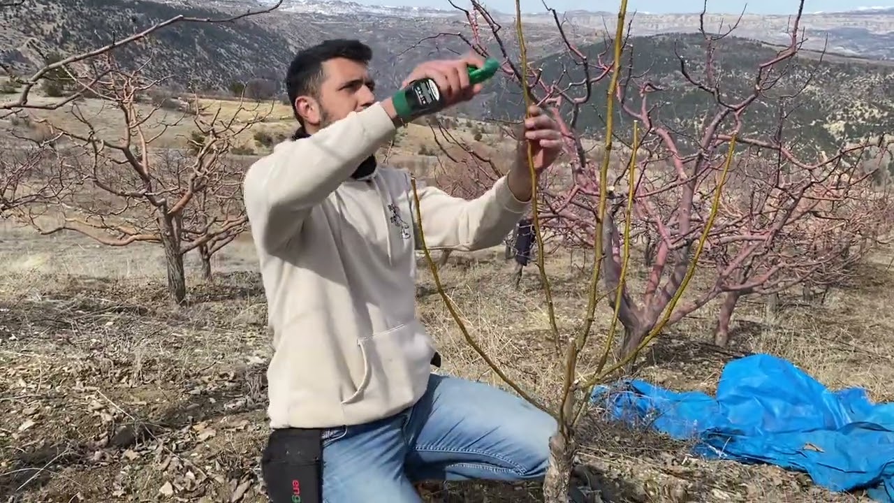 Armutda en iyi budama yöntemi(modifiye lider)