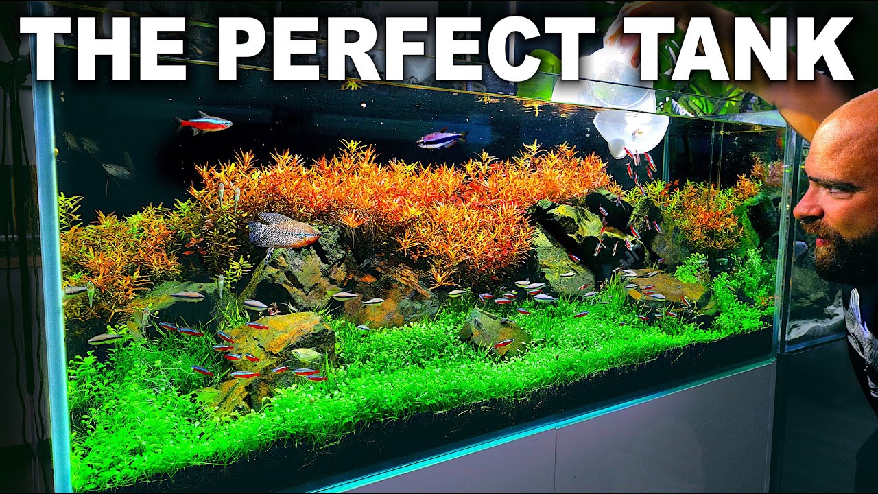 HOW TO MAKE A BEAUTIFUL ROCK & PLANTS AQUASCAPE IN 30 DAYS