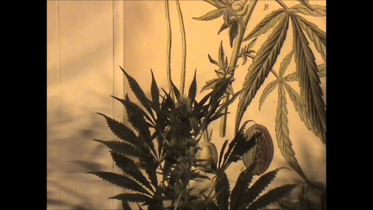 ITC Genetics F1 Test Update Day 28 of Flower!Advanced Nutrients