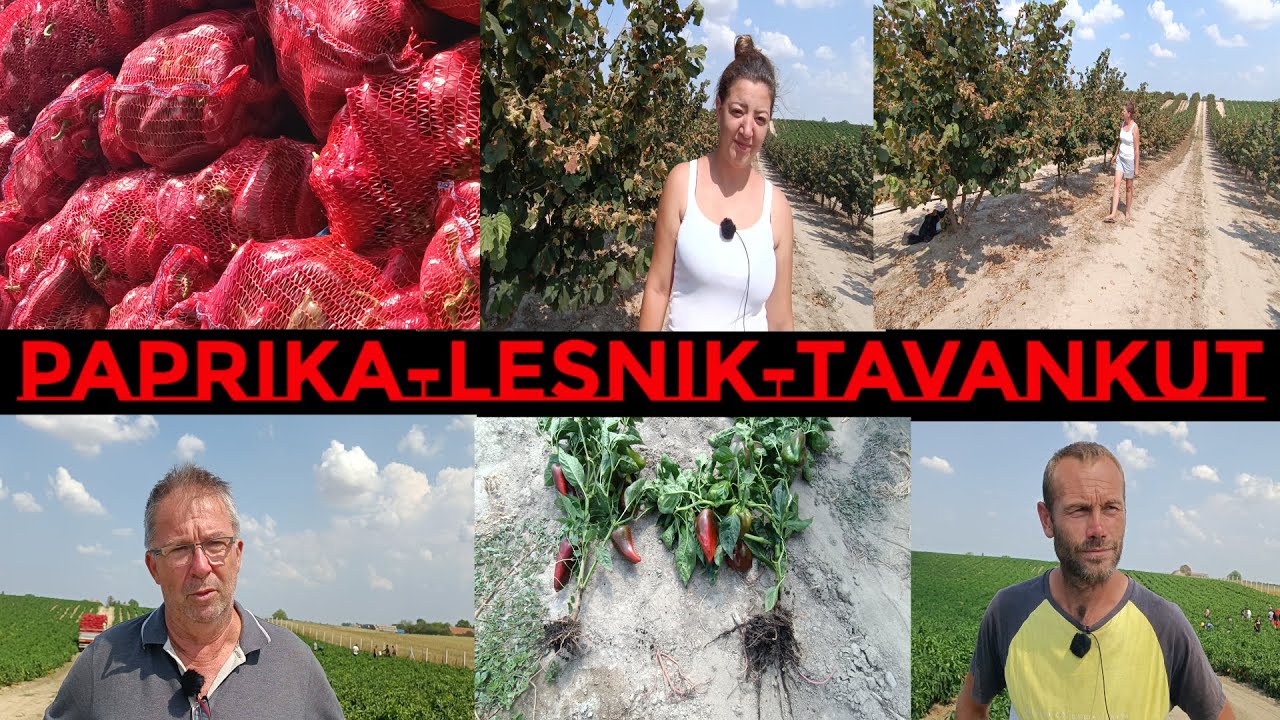 PAPRIKA - LESNIK- GORNJI TAVANKUT