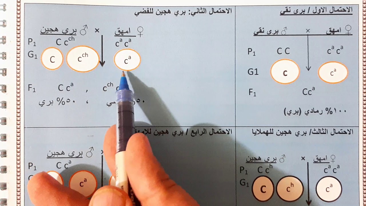م٤٣ / وراثه لامندليه / مسائل الاليلات المتعدده / لون الفراء في الارانب
