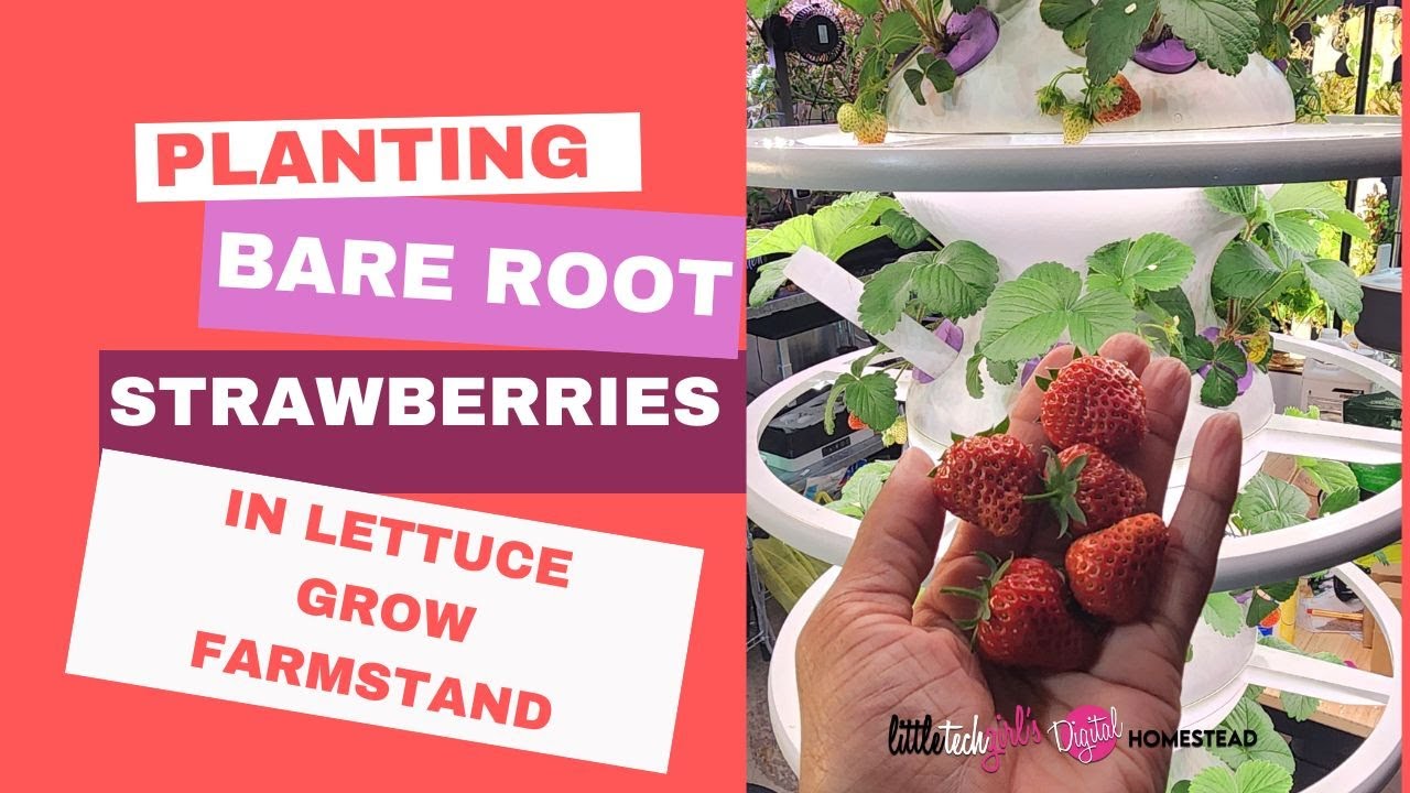 Planting Bare Root Strawberries in the Lettuce Grow Farmstand