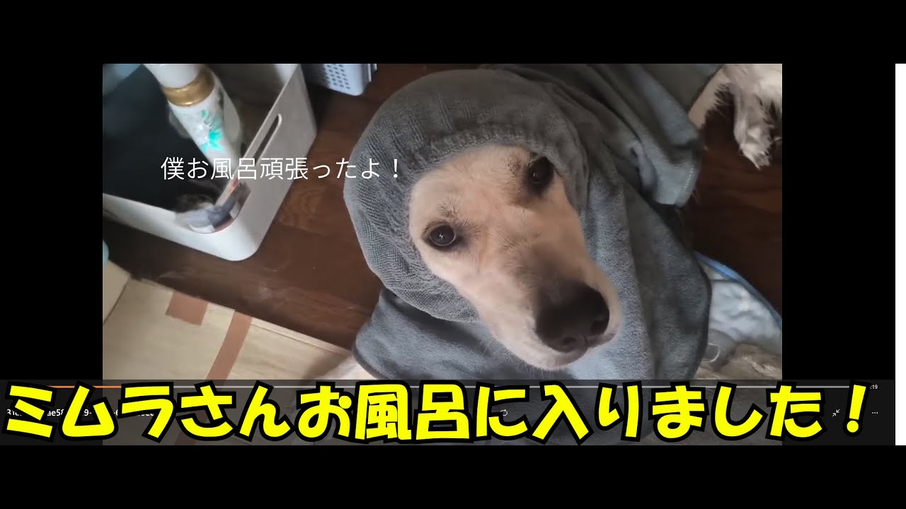 ふわふわに！ゴールデンレトリバーのお風呂シーン公開