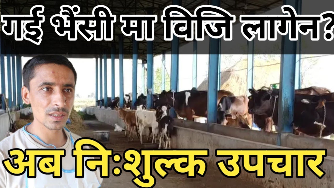 भैंसी, गाई काे बजोपनको उपचार कसरी गर्ने? अब यसरी निःशुल्क हुन्छ है।