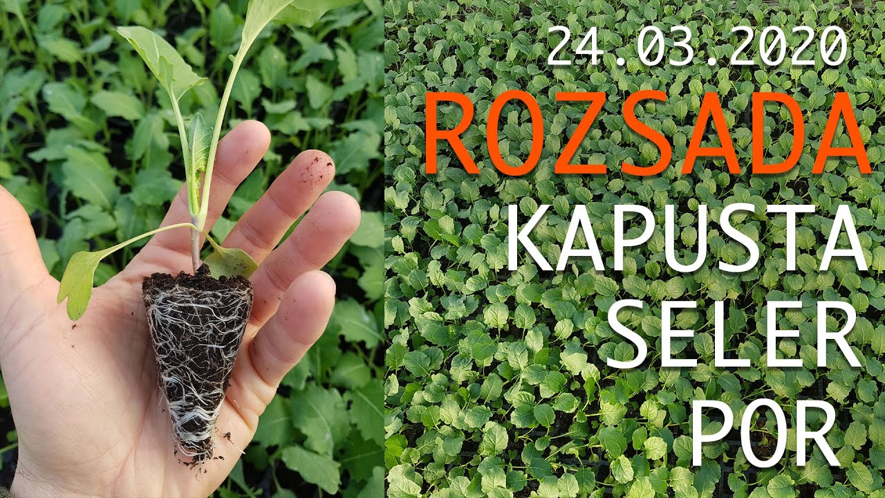 Produkcja rozsady Seler Por Kapusta sytuacja po przymrozkach - program dokarmiania warzyw