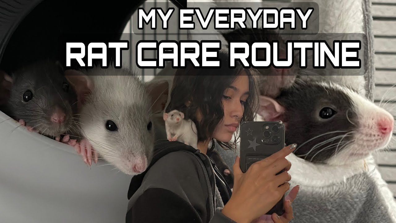 MY PET RAT CARE ROUTINE 🐀 (what i do everyday)