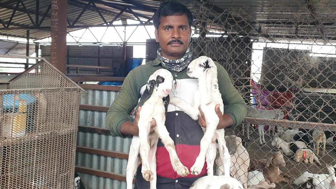 Kota Goats Breeding Setup With Top Results At Poona Goat Farm.